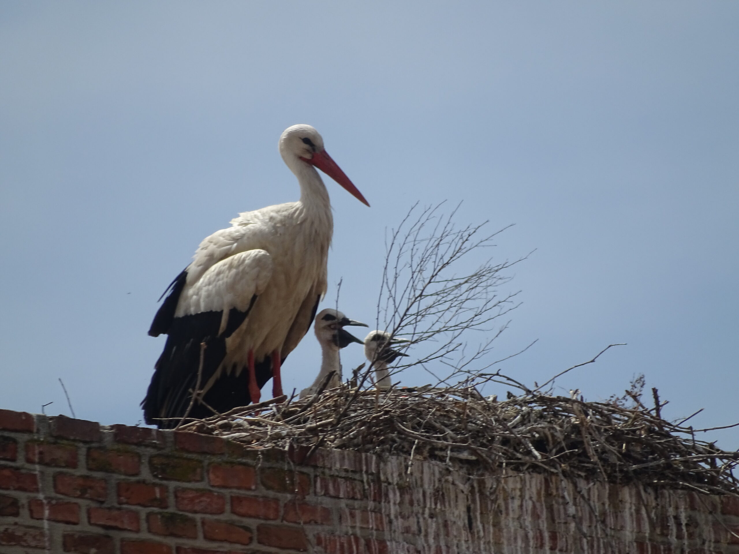 stork's nest